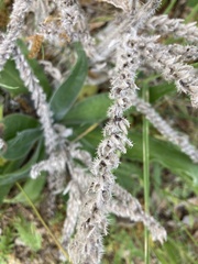 Echium italicum