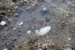 Eudistoma elongatum