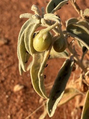 Solanum centrale