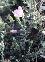 Oenothera canescens