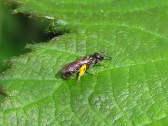Andrena ventralis