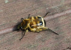 Lasiotrichius succinctus