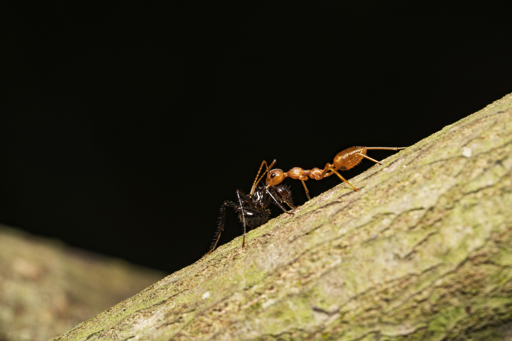 Asian Weaver Ant from Viluppuram, IN-AP, IN on May 14, 2022 at 07:45 AM ...