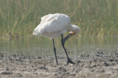 Platalea leucorodia