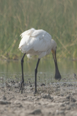 Platalea leucorodia