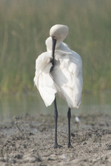 Platalea leucorodia