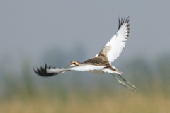 Hydrophasianus chirurgus