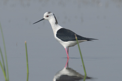 Himantopus himantopus