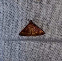 Pyrausta pseuderosnealis