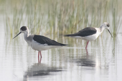 Himantopus himantopus