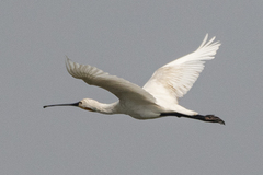 Platalea leucorodia