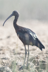 Plegadis falcinellus