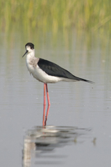 Himantopus himantopus