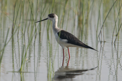 Himantopus himantopus