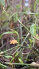 Marasmius crinis-equi