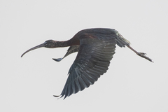 Plegadis falcinellus