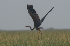 Ardea purpurea