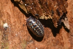 Armadillidium pictum