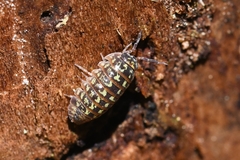 Armadillidium pictum