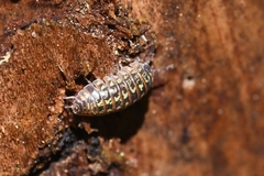 Armadillidium pictum
