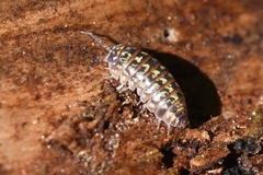 Armadillidium pictum