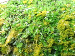 Sematophyllum