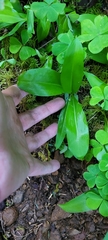 Clintonia uniflora