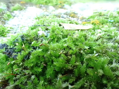 Sematophyllum