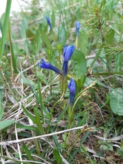 Gentiana verna