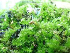 Sematophyllum