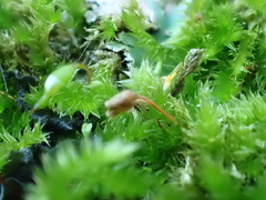 Sematophyllum
