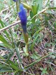 Gentiana verna