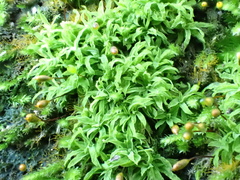 Tortella humilis