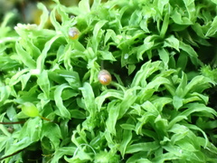 Tortella humilis