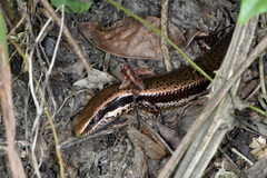 Copeoglossum nigropunctatum