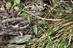 Vincetoxicum barbatum