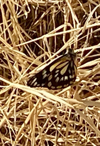 Caper White