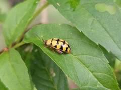 Alagoasa jacobiana