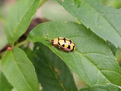 Alagoasa jacobiana