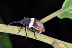 Largus balteatus