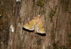 Heliothis incarnata