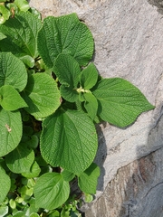 Boehmeria splitgerbera