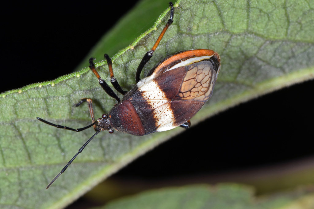 Largus balteatus
