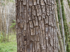 Terminalia elliptica