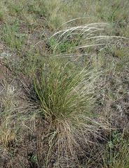 Stipa zalesskyi