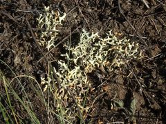 Xanthoparmelia camtschadalis