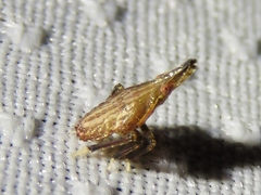 Rhynchomitra