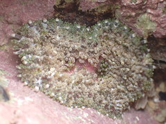 Stichodactyla tapetum