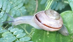 Kerkophorus vittarubra