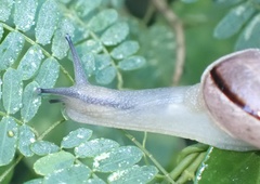 Kerkophorus vittarubra